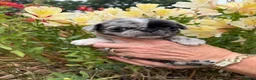 Pug dogs for sale: Coloured Pug Puppies For Sale in Holsworthy - Advert 4