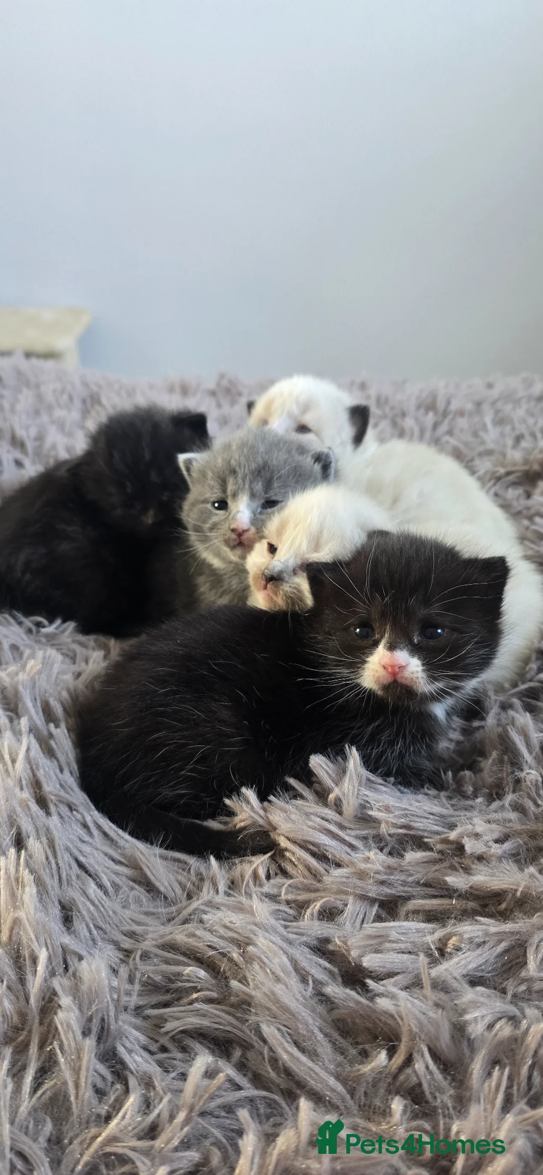 Ragdoll cats for sale: Ragdoll x BSH - Advert 2