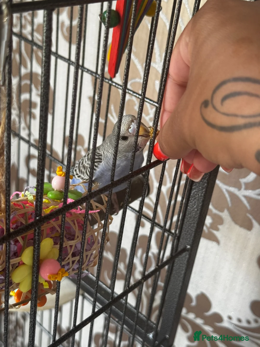 Budgerigars birds for sale: Budgie pair of males and full set up - Advert 2