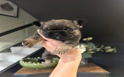 French Bulldog dogs for sale: French bulldog pups  - Advert 16