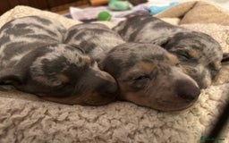 Miniature Dachshund dogs for sale: Mini dachshund puppies 6 weeks - Advert 9