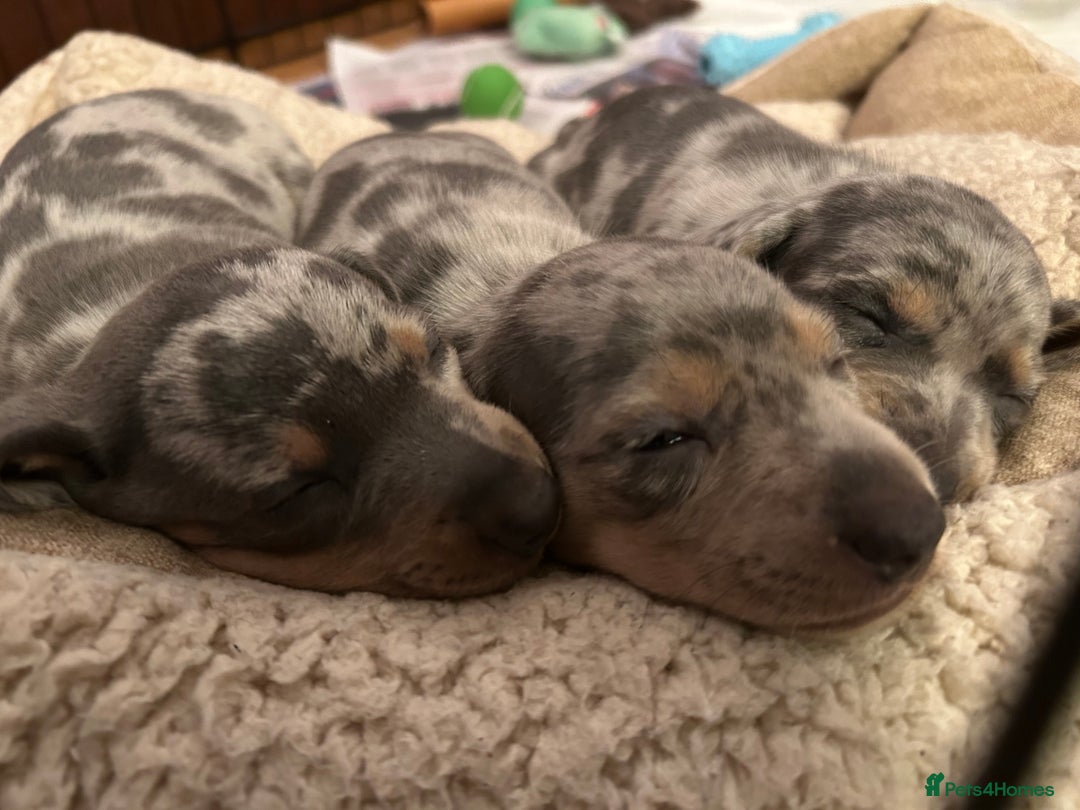 Miniature Dachshund dogs for sale: Mini dachshund puppies 6 weeks - Advert 9