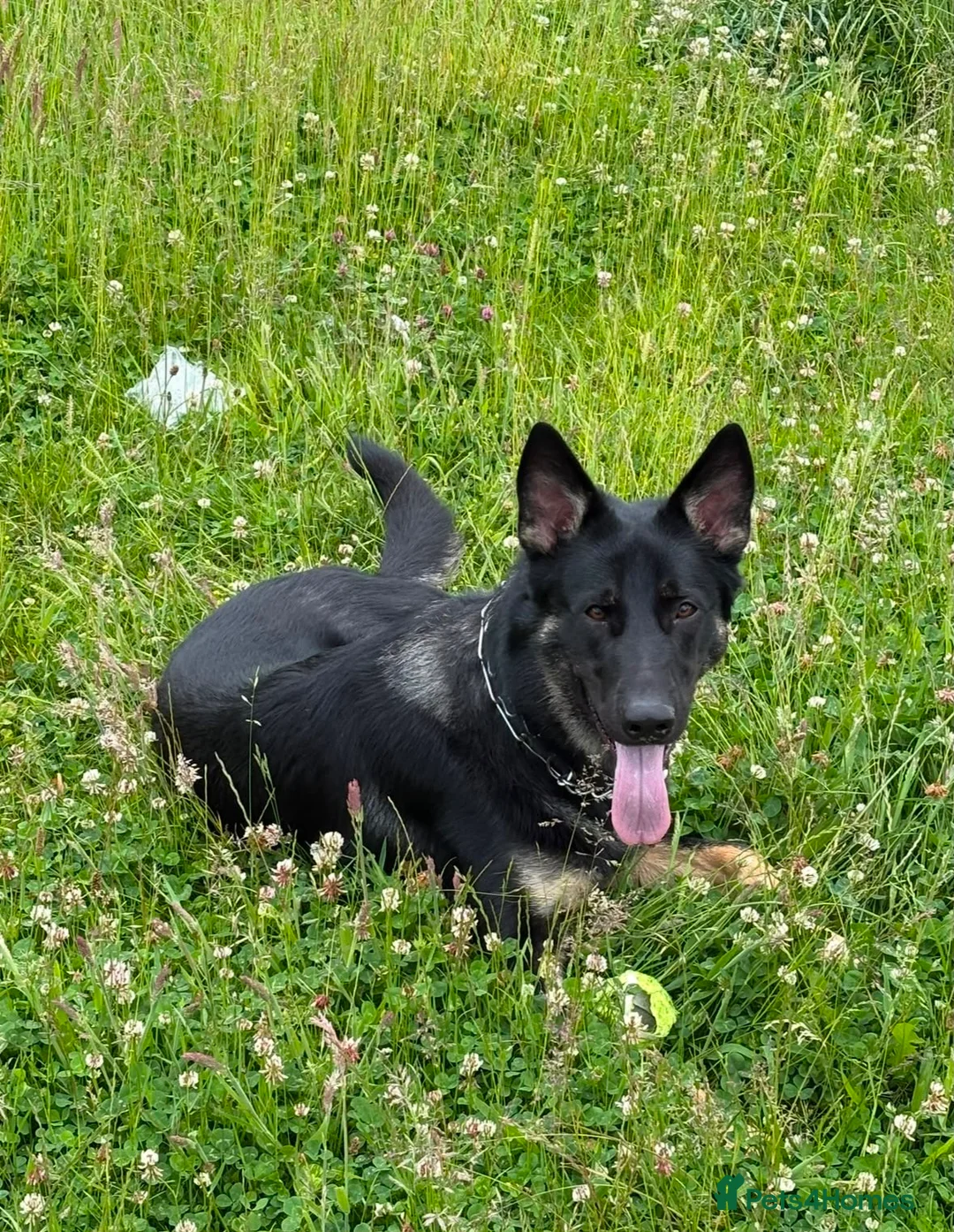 German Shepherd dogs for sale: Our Beautiful German Shepherd Boy-Kobe  in Wolverhampton - Advert 1