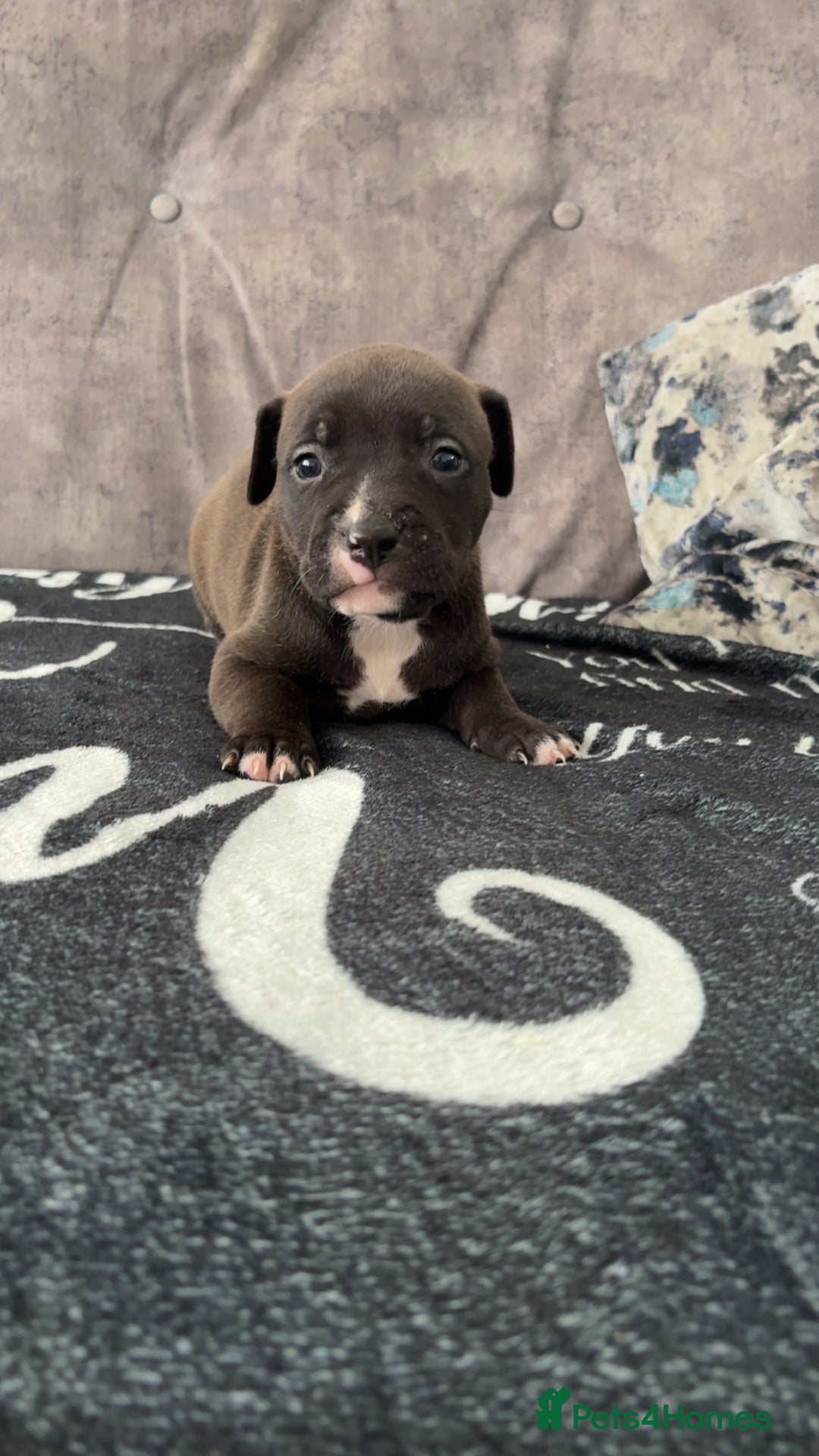 Mixed Breed dogs for sale: Both ready to leave now!   - Image 11