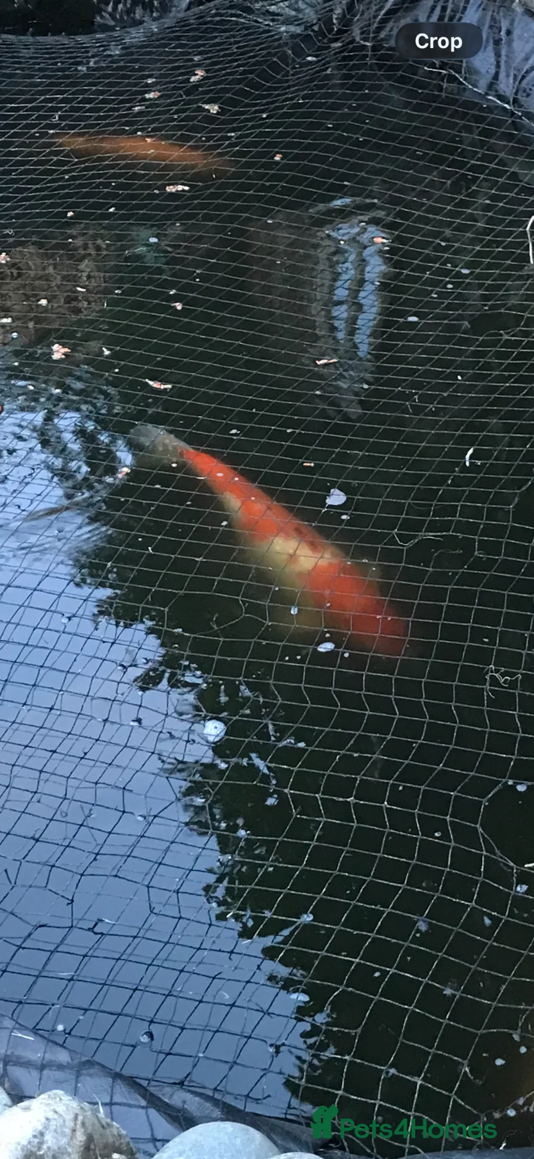 Koi Carp fish for sale: Japanese Koi Carp and 2 x Golden Orfe  in Birmingham - Advert 2