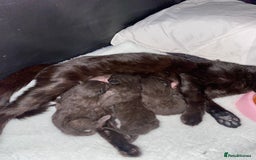 Mixed Breed cats for sale: Bombay x Tabby little girls - Image 16