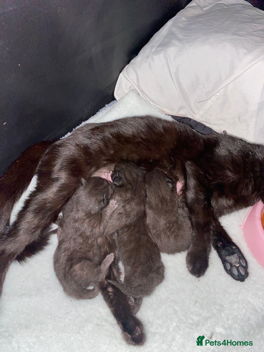 Mixed Breed cats for sale: Bombay x Tabby little girls - Image 16