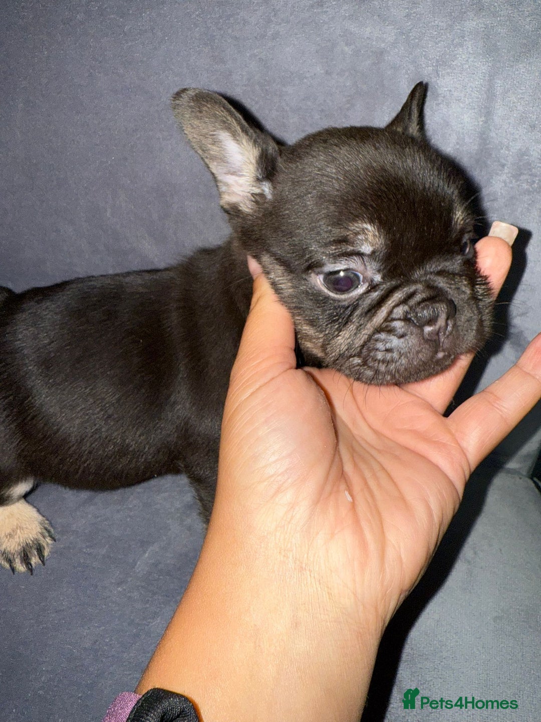 French Bulldog dogs for sale: Pedagree & KC registered French bulldog - Image 13
