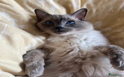 Ragdoll cats for sale: 5 year old Ragdoll cat - Image 5