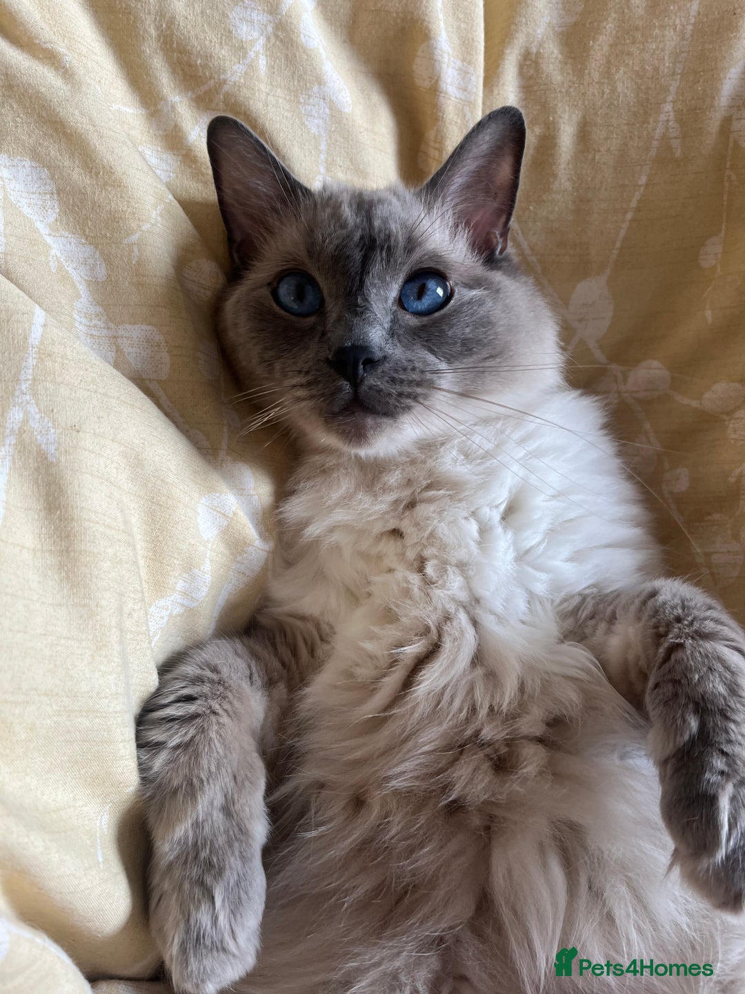 Ragdoll cats for sale: 5 year old Ragdoll cat - Image 5