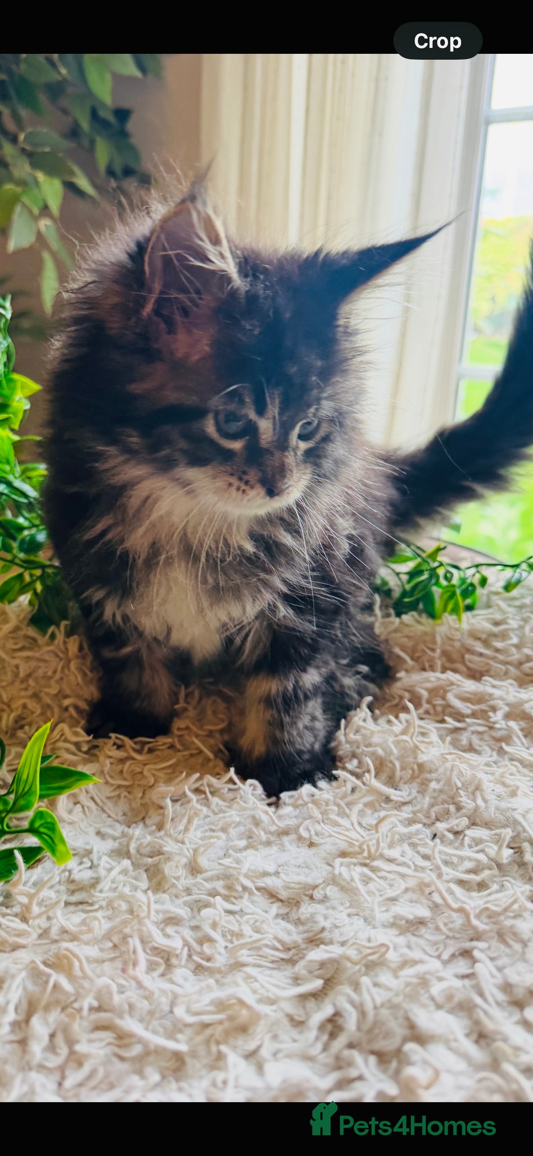 Maine Coon cats for sale: Beautiful GCCF Maine Coon kittens - Advert 31