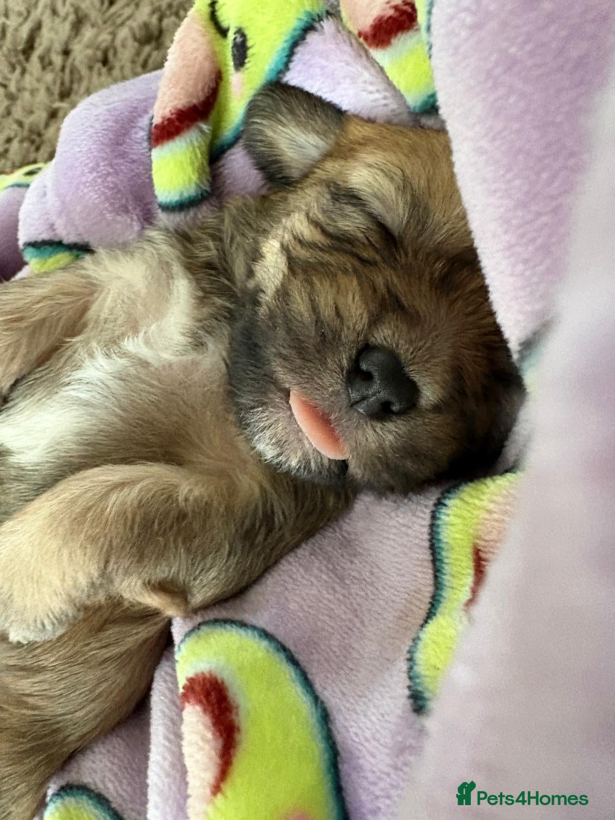 Mixed Breed dogs Cocker spaniel cross puppies - Advert 4