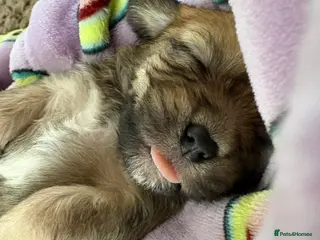 Mixed Breed dogs Cocker spaniel cross puppies - Advert 7