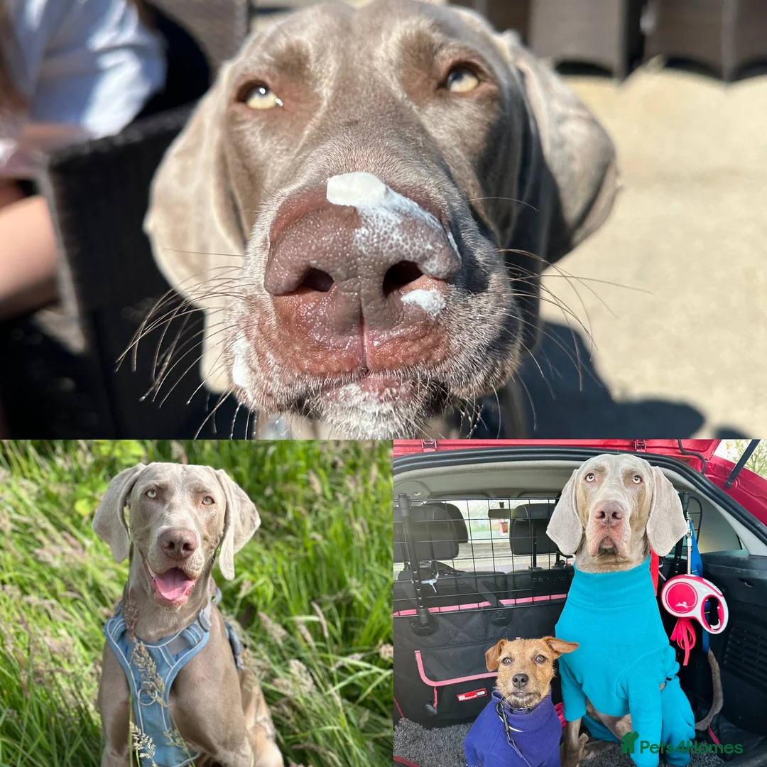 Weimaraner dogs for stud: KC Weimaraner for stud  - Advert 6