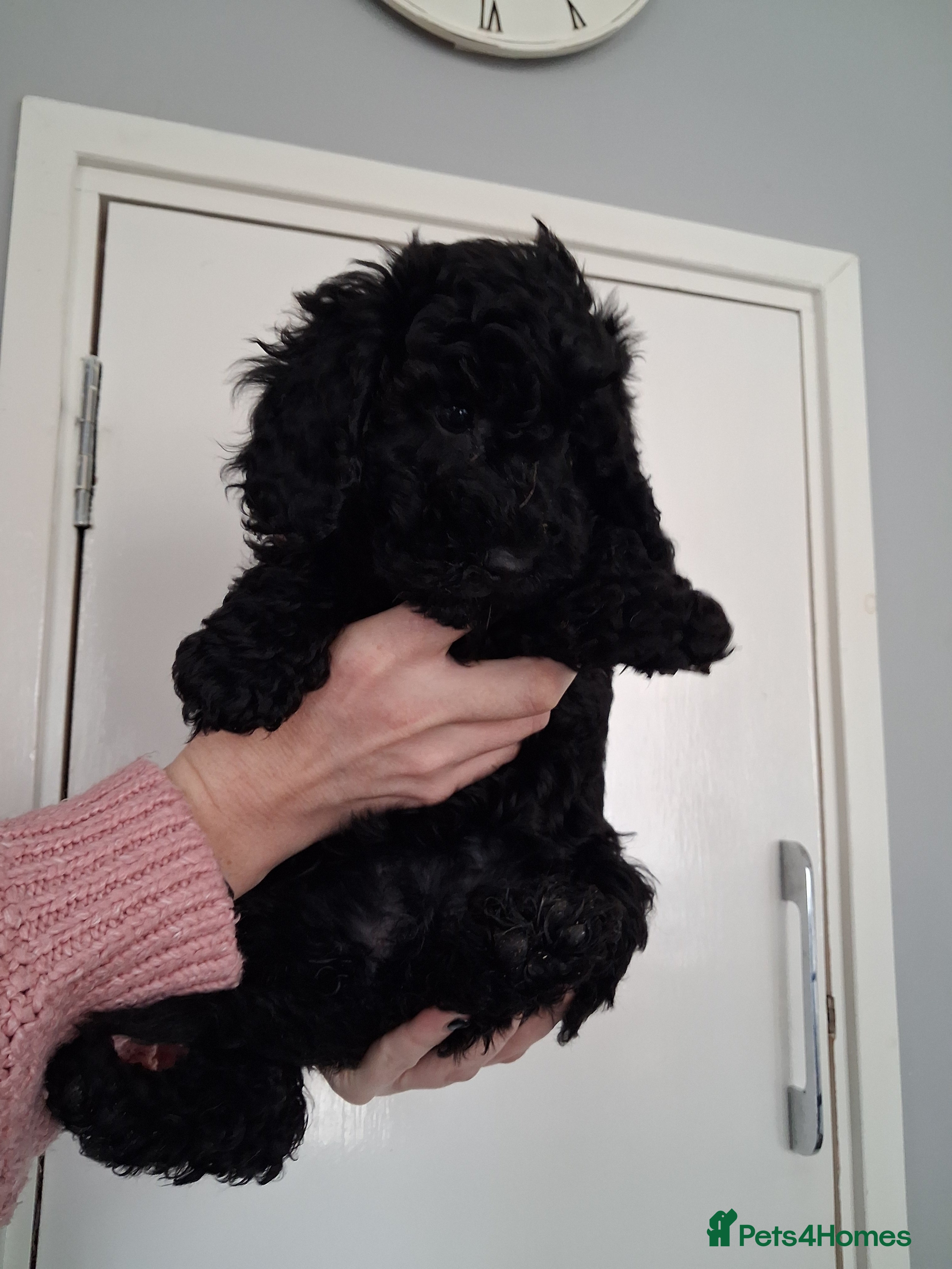 Cavapoochon dogs 7 Adorable Cavapoochon Puppies - Advert 2