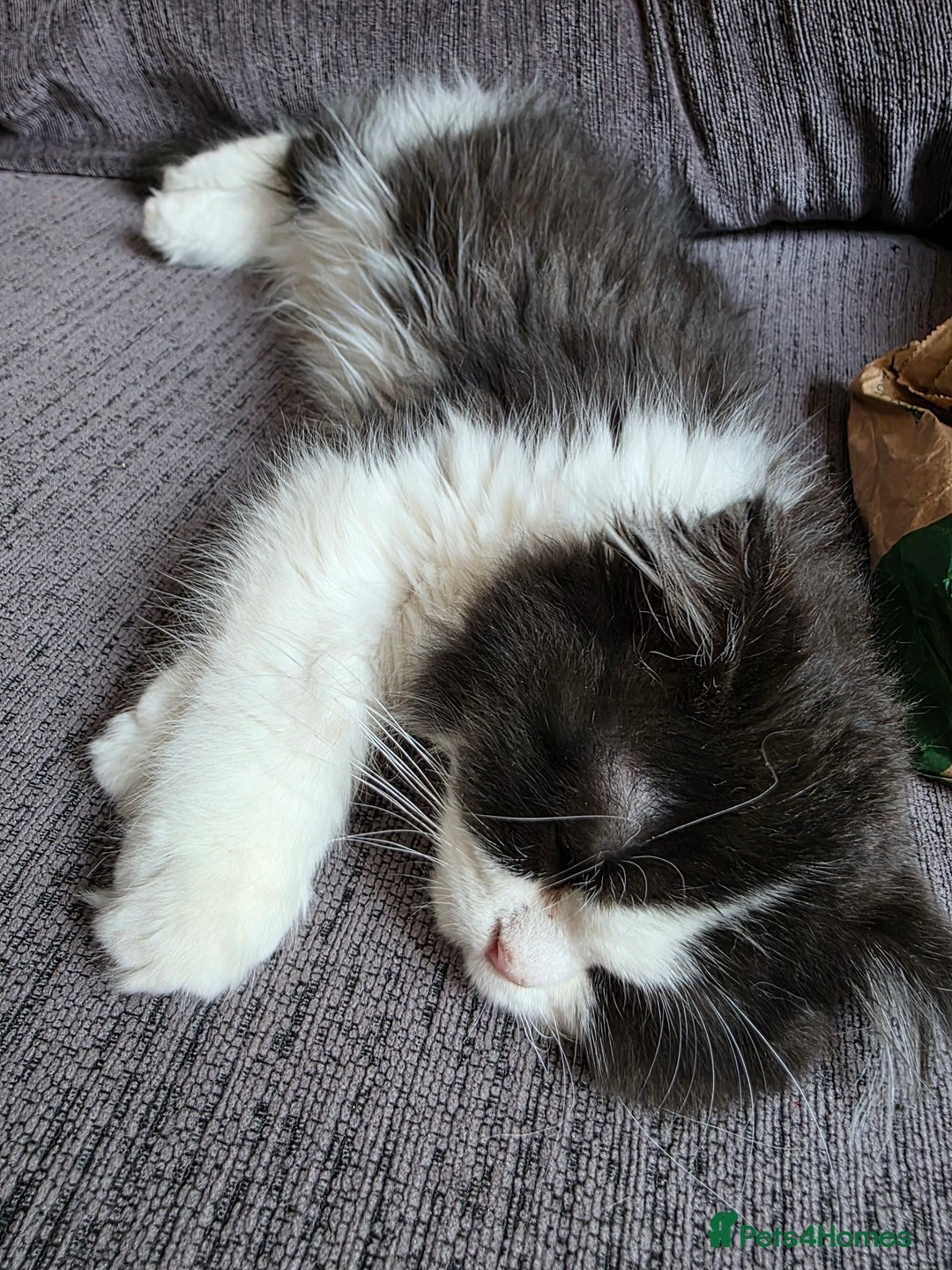 Scottish Fold cats for sale: 5month Scottish Fold - Image 3