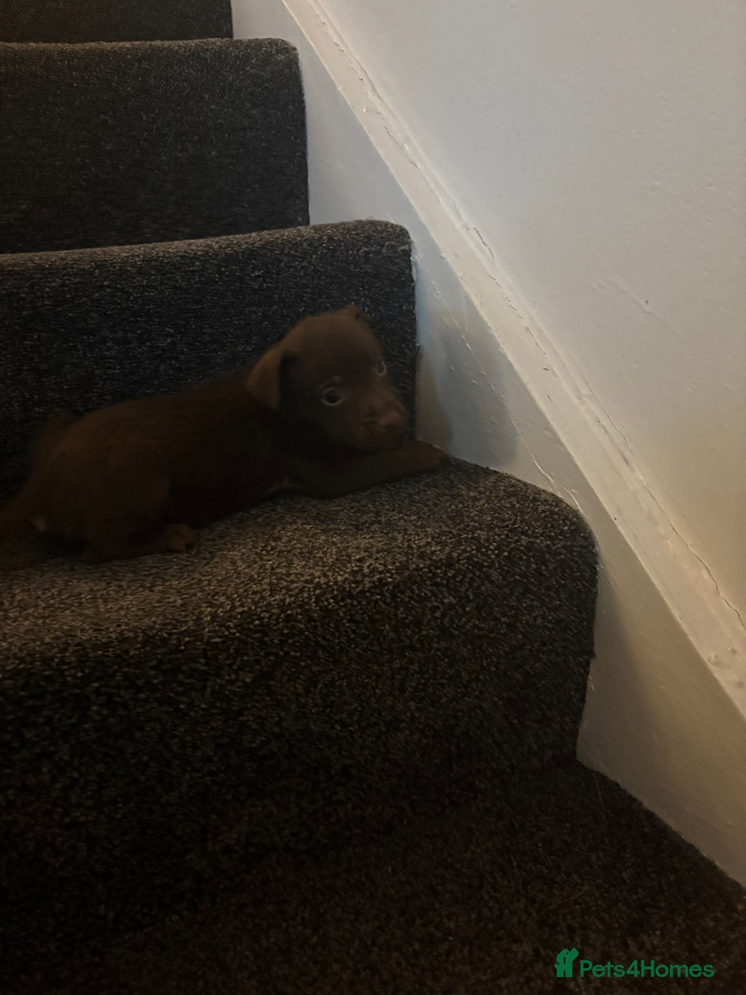 Patterdale Terrier dogs for sale: Patterdale Terrier pups  - Advert 9