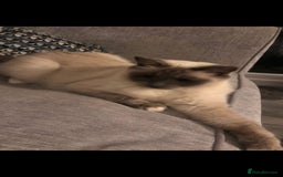 Ragdoll cats for sale: 2 x GCCF Registered Ragdolls for Sale - Image 11