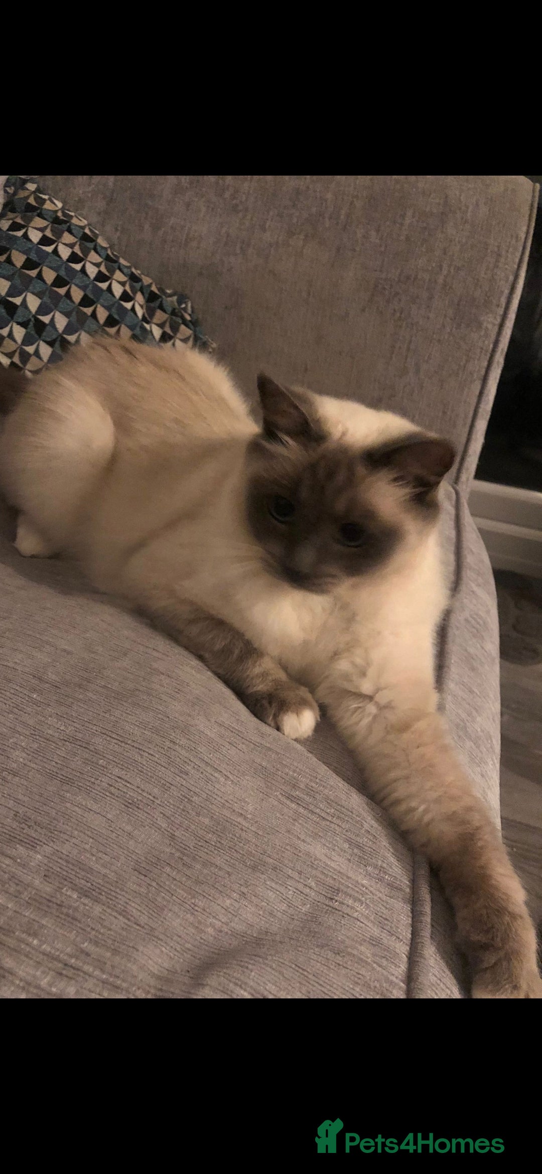 Ragdoll cats for sale: 2 x GCCF Registered Ragdolls for Sale - Image 11