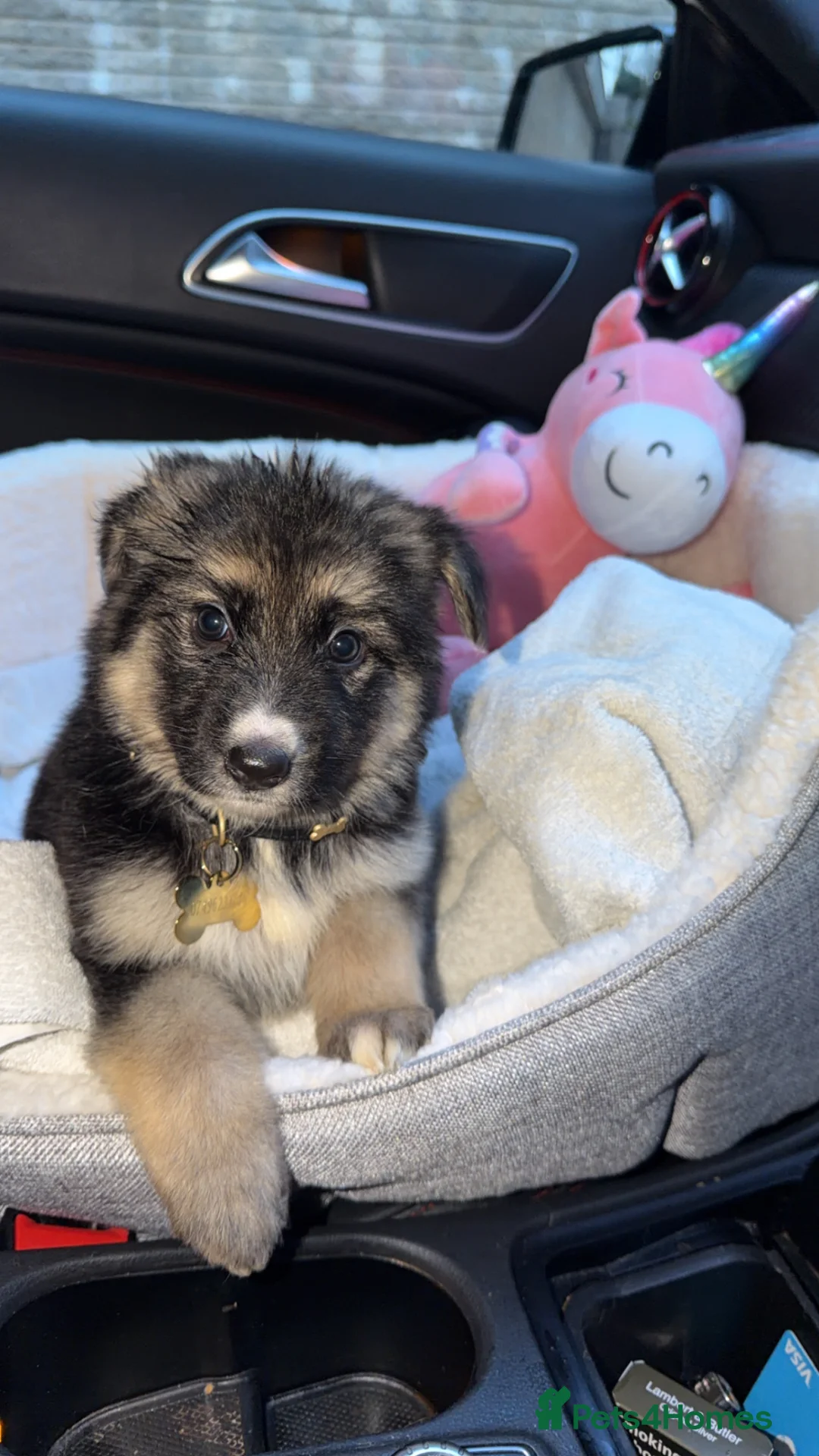 German Shepherd dogs for sale: KC REG GSD GIRL PUP 8 WEEKS OLD READY NOW⭐️✨ - Advert 2