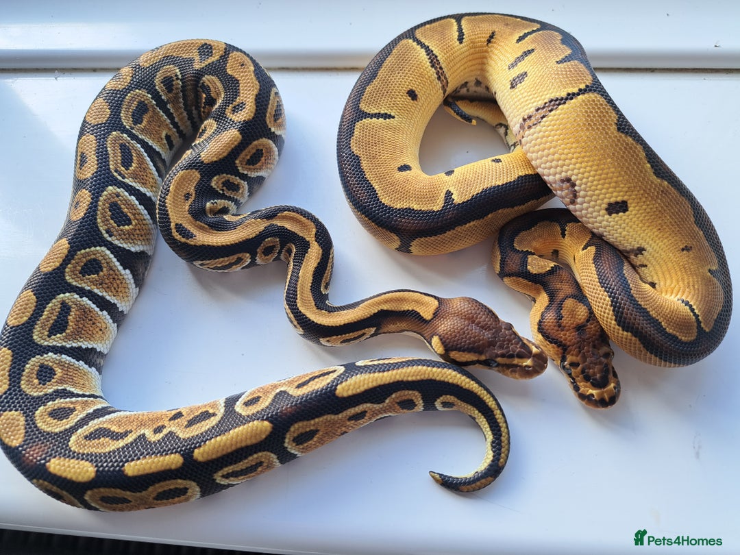 Python Snake reptiles for sale: Royal pythons for sale - Image 2
