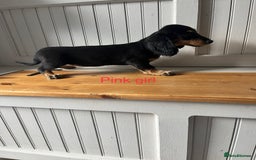 Dachshund dogs for sale: OUTSTANDING STANDARD LONGHAIR DACHSHUNDS - Image 5