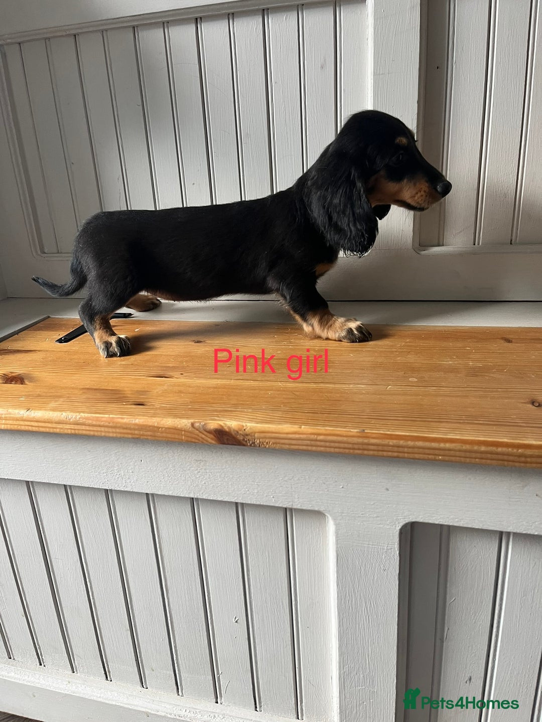 Dachshund dogs for sale: OUTSTANDING STANDARD LONGHAIR DACHSHUNDS - Image 5