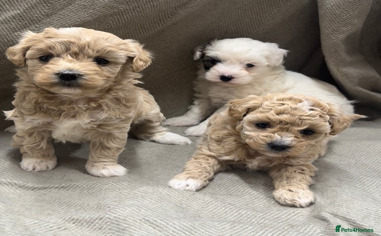 Maltipoo dogs - Advert 1
