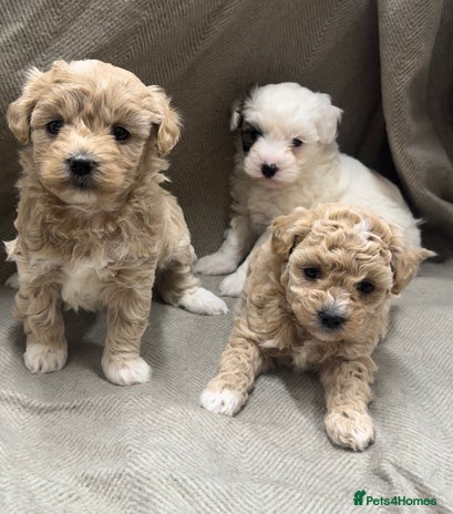 Maltipoo dogs - Advert 1