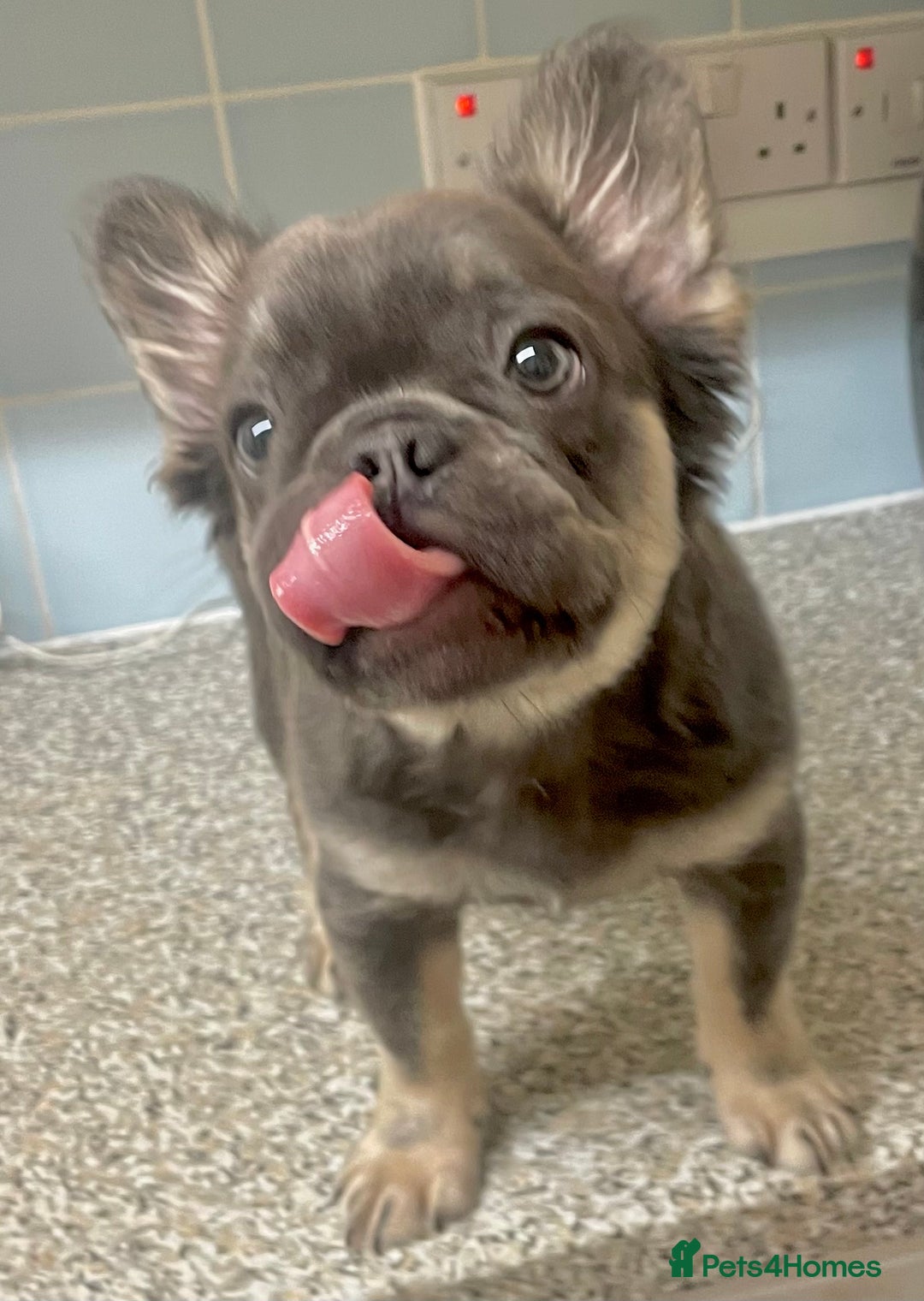 French Bulldog dogs for sale: Fluffy frenchbulldog  - Advert 4