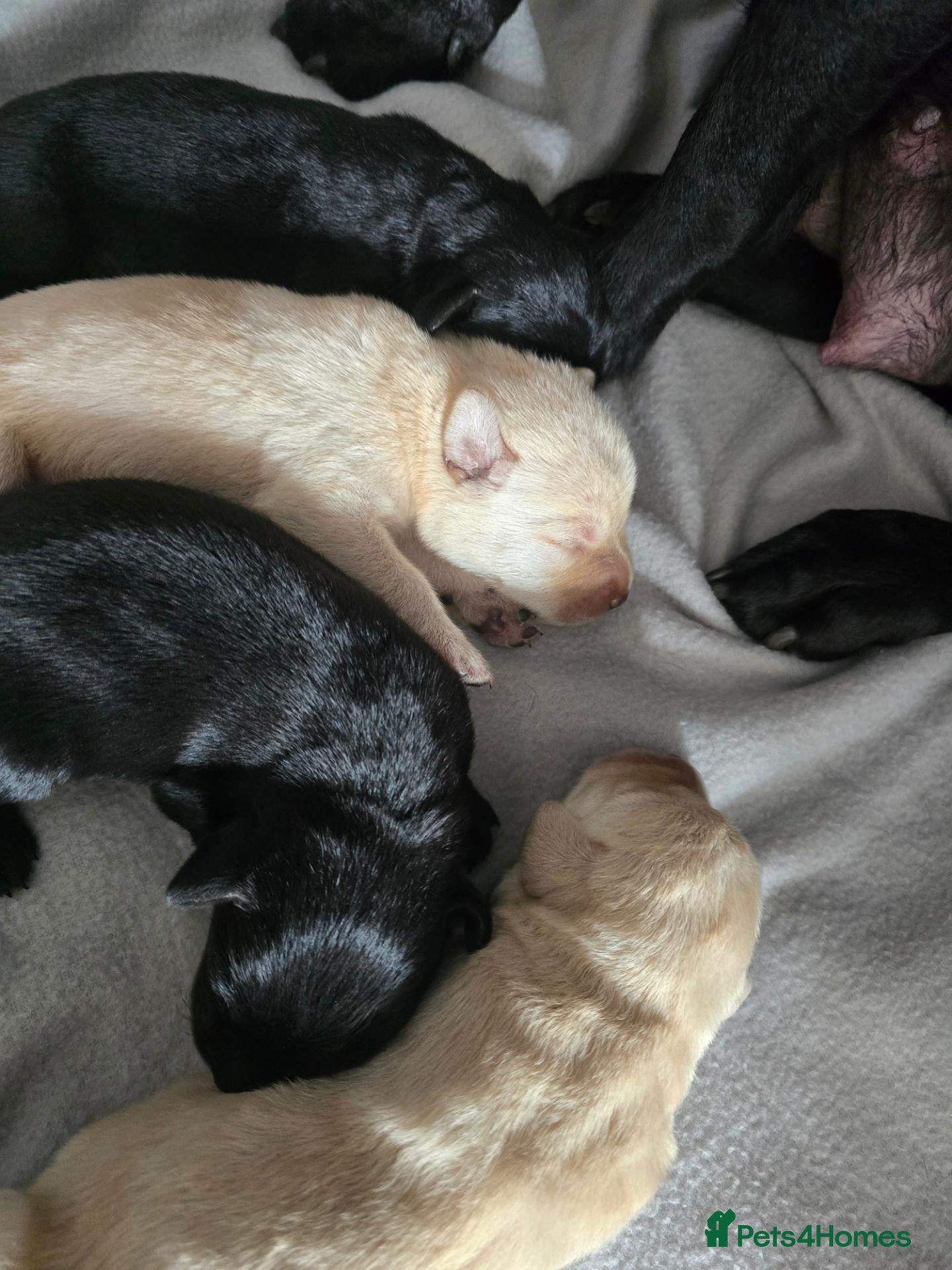 Labrador Retriever dogs Gorgeous labrador puppies for sale  - Advert 1