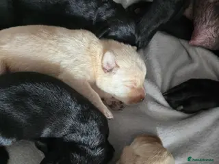 Labrador Retriever dogs Gorgeous labrador puppies for sale - Advert 17