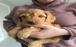 Cockapoo dogs for sale: F1B Red Cockapoo Pups - Image 15