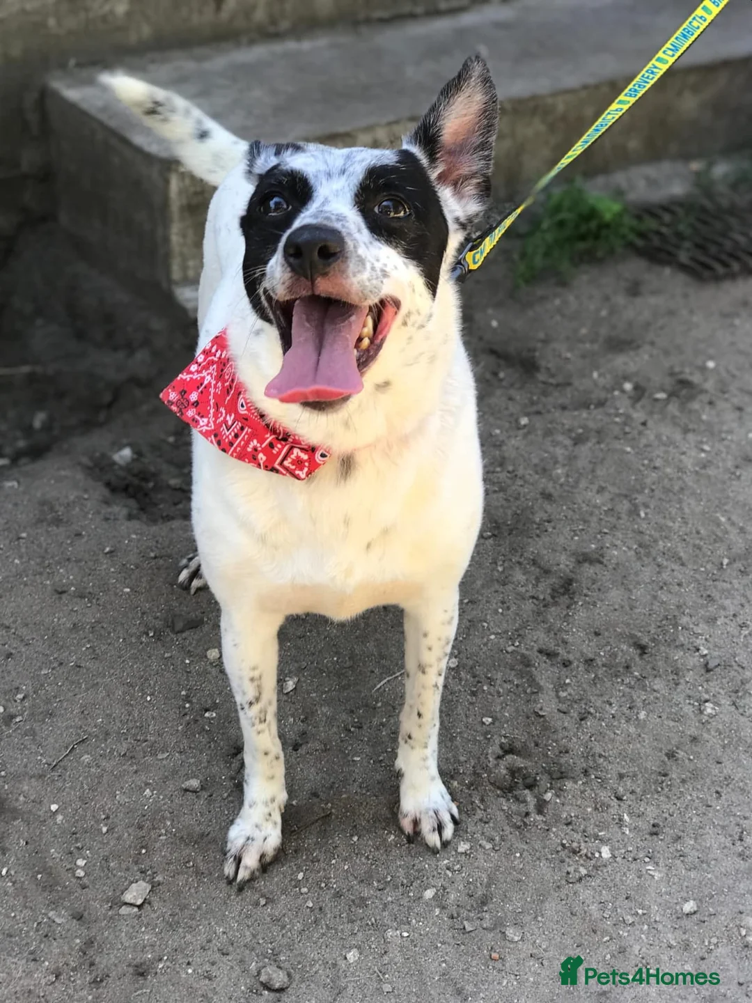 Mixed Breed dogs for adoption: ❤️Lottie 4 yo low medium girl with perfect manners - Advert 9