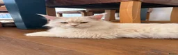 Maine Coon cats for sale: ✨🐾 MEET YOUR FUTURE MAINE COON COMPANION 🐾✨ - Advert 5