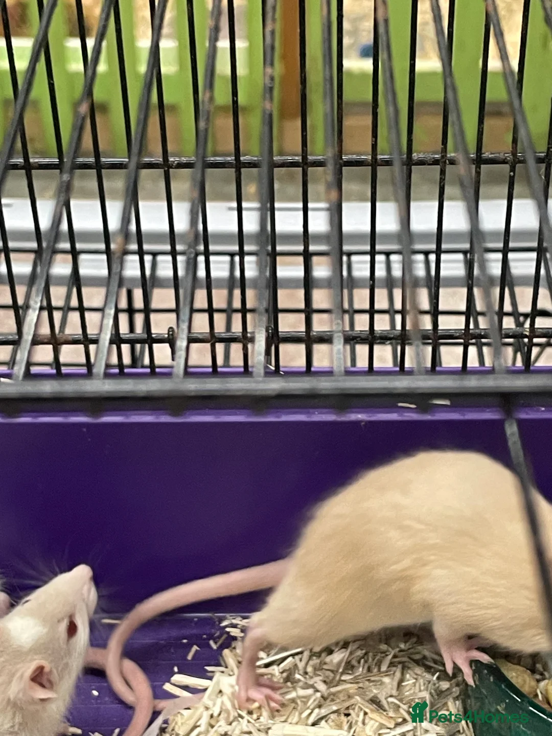 Rat rodents for sale: Baby rats for sale - Advert 10