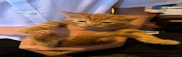 British Shorthair cats for sale: British short hair ginger boy - Advert 5