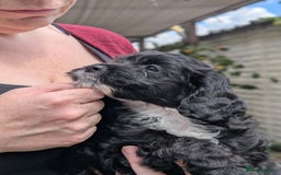 Cockapoo dogs for sale: We have Four Beautiful Cockerpoo Puppies Available - Image 7