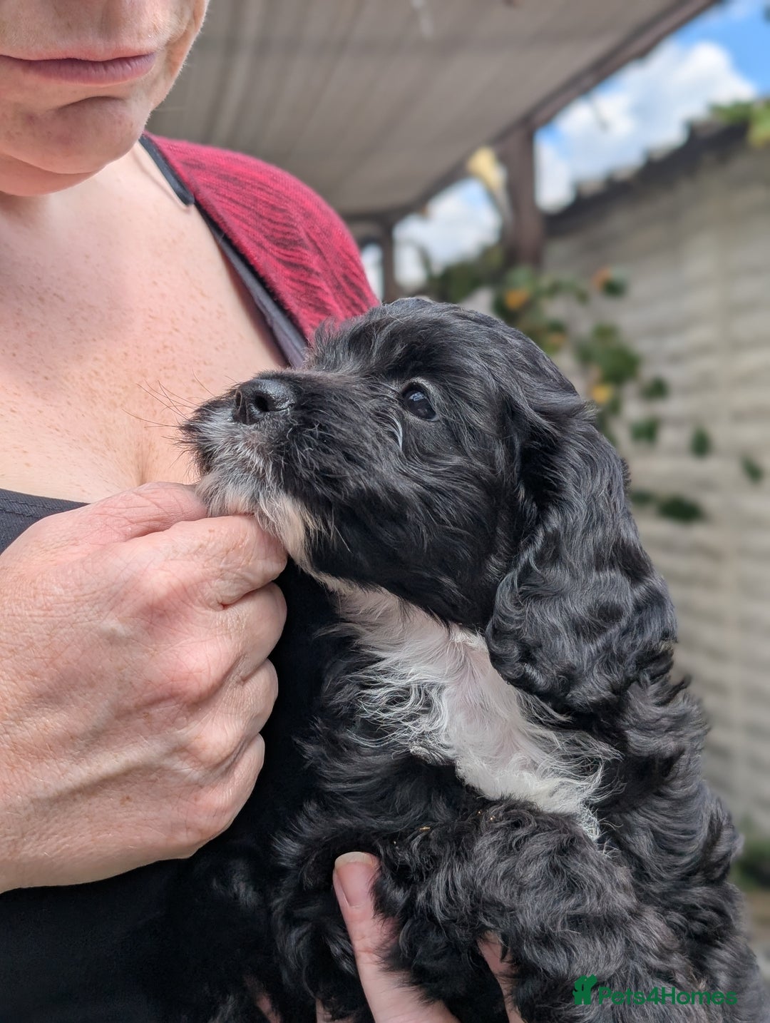 Cockapoo dogs for sale: We have Four Beautiful Cockerpoo Puppies Available - Image 7