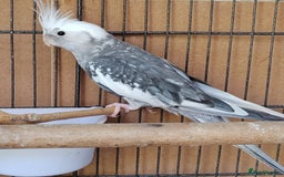 Cockatiels birds for sale: Cockatiels and Kakariki - Image 11