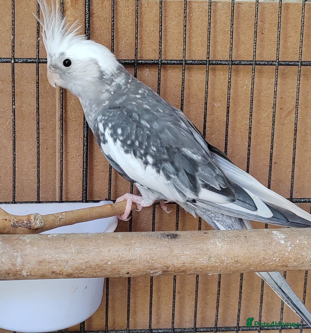 Cockatiels birds for sale: Cockatiels and Kakariki - Image 11
