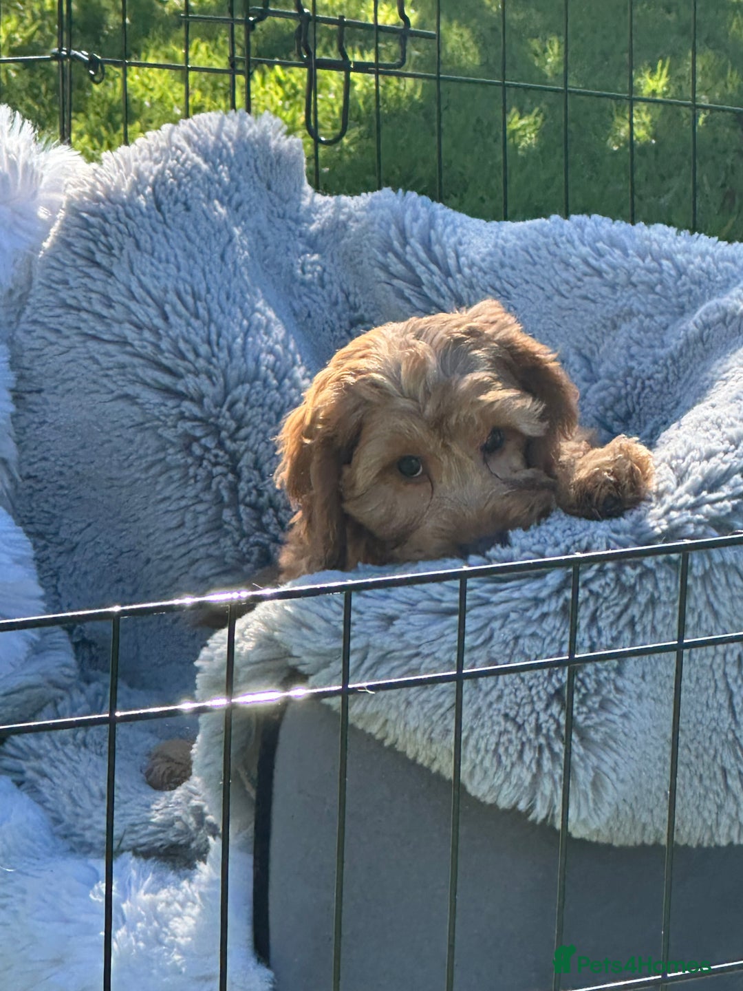 Cockapoo dogs for sale: Cockapoo babies  - Image 10