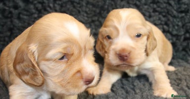 Cocker Spaniel dogs - Advert 7