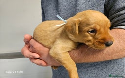 Labrador Retriever dogs for sale: KC REG Stunning Litter Fully Health Tested Parents - Image 12