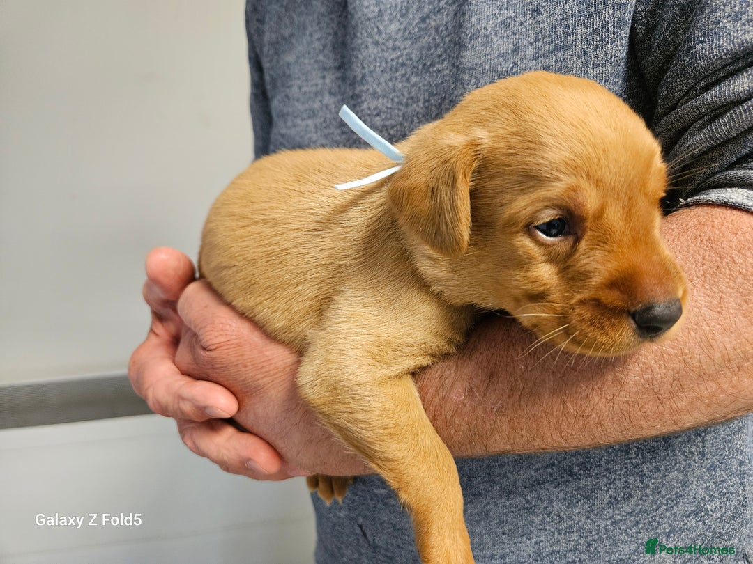 Labrador Retriever dogs for sale: KC REG Stunning Litter Fully Health Tested Parents - Image 12