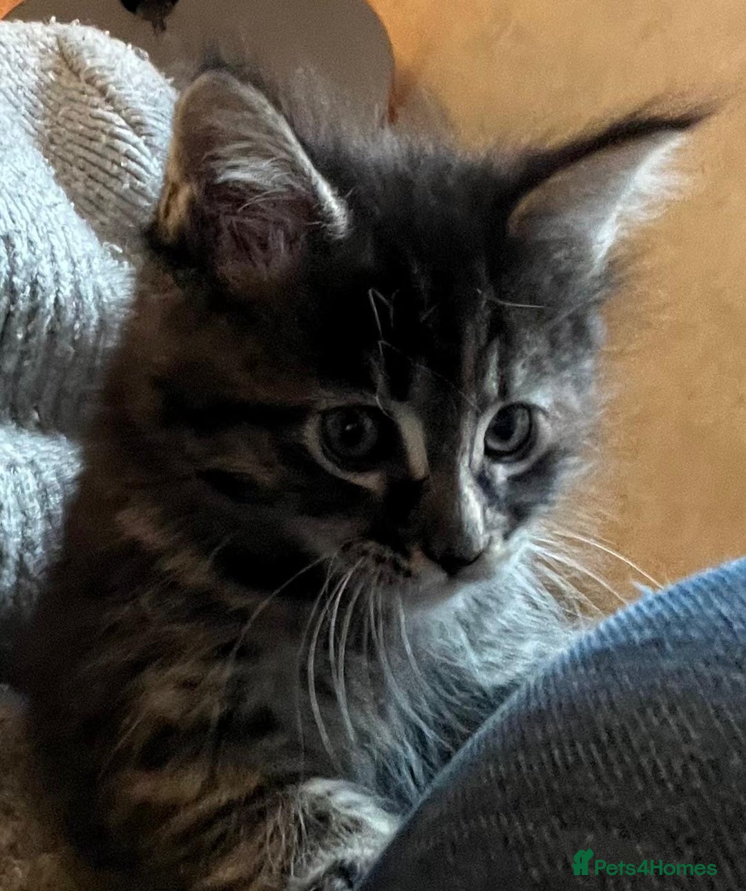 Maine Coon cats for sale: Beautiful Pedigree Main Coon Kittens - Advert 38