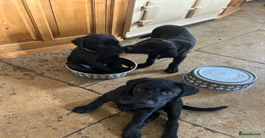 Labrador Retriever dogs - Advert 3