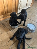 Labrador Retriever dogs - Advert 13
