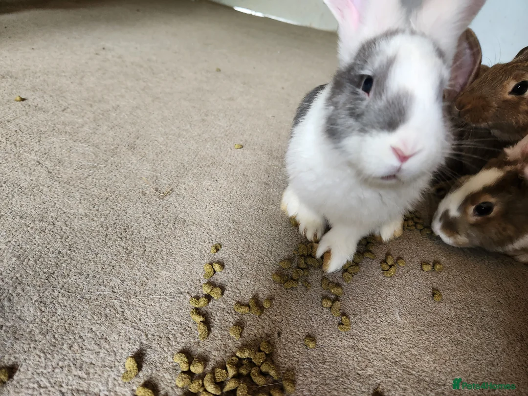 Continental Giant rabbits for sale: Continental giant rabbits - Advert 2