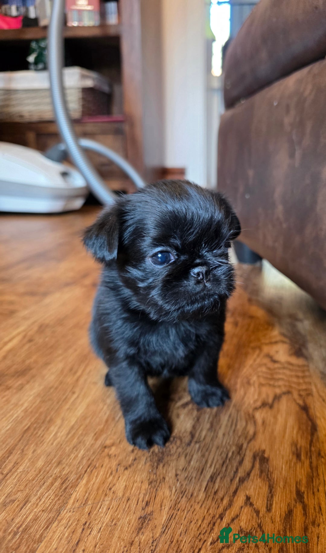 Griffon Bruxellois dogs for sale: KC Registered Rough Brussels Griffon  - Advert 8